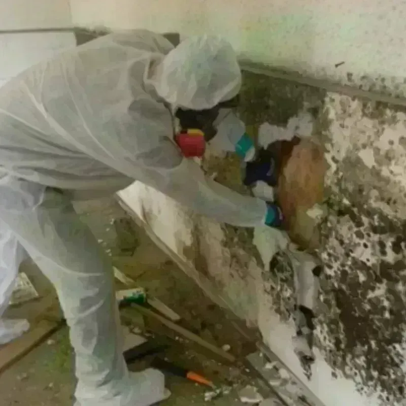 Mold Remediation and Removal in Loveland, OH